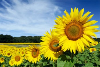 Sonnenblumenkerne geschält